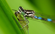 Variable Bluet (Female, Coenagrion pulchellum)